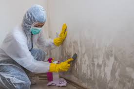 Reliable Leonardtown, MD Mold Removal Services Solutions